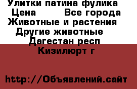 Улитки патина фулика › Цена ­ 10 - Все города Животные и растения » Другие животные   . Дагестан респ.,Кизилюрт г.